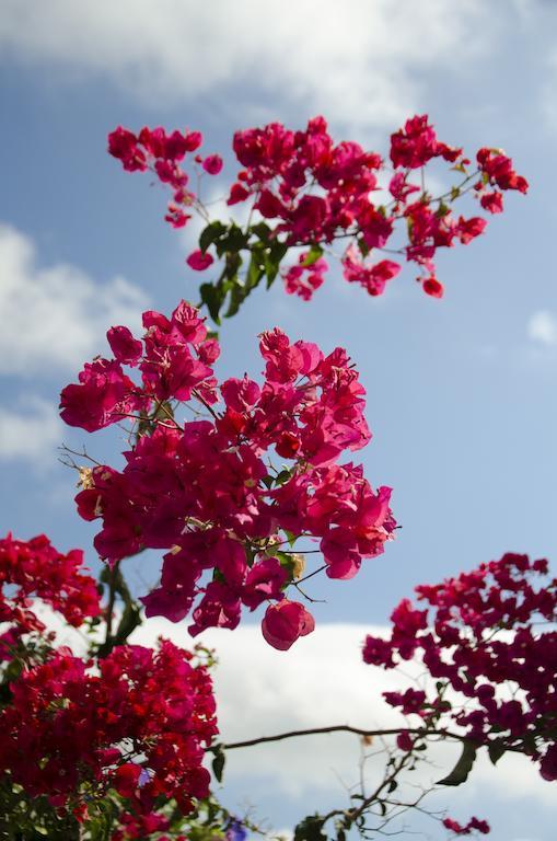 Helen'S Minimal Studios & Apartments Alikí 部屋 写真